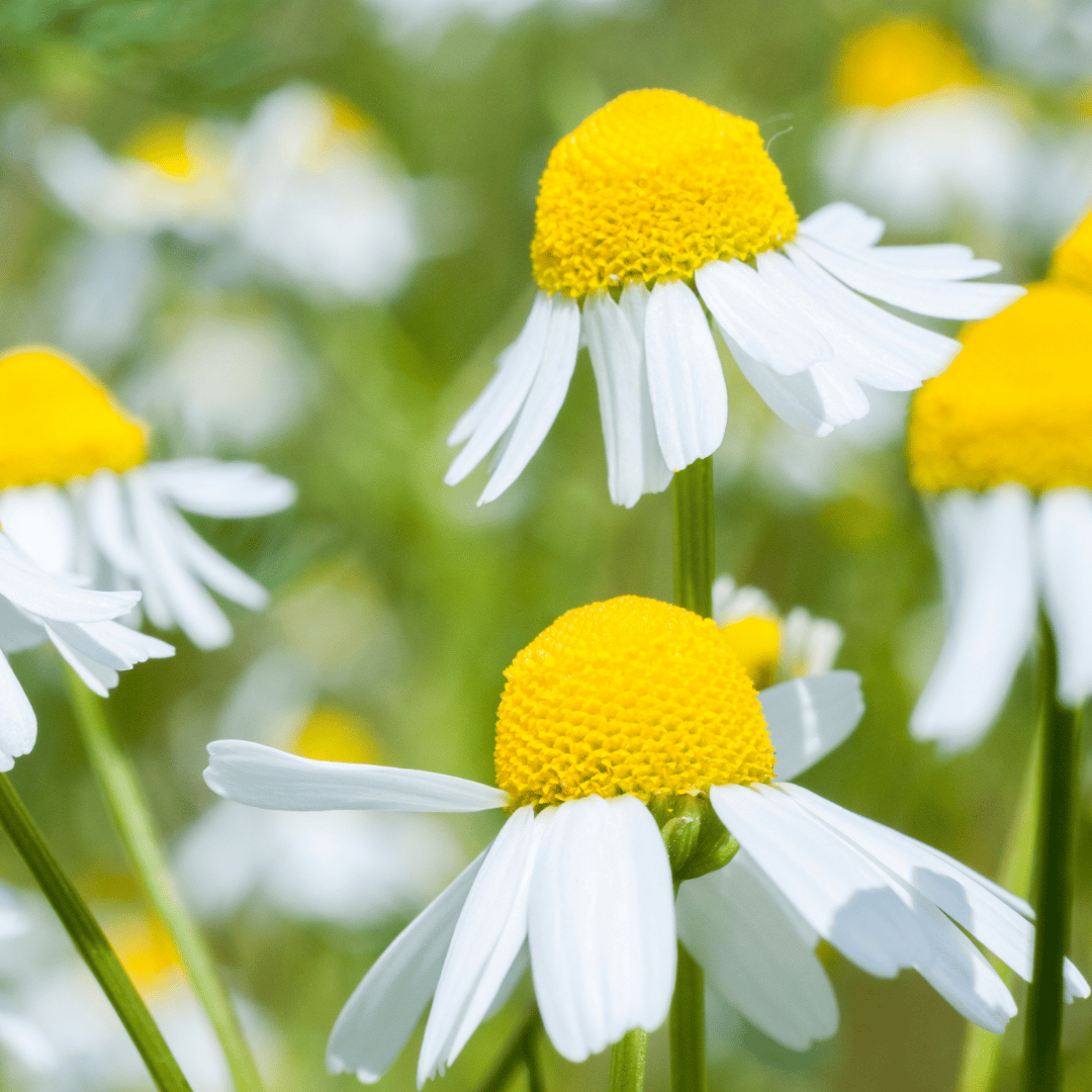 Chamomile
